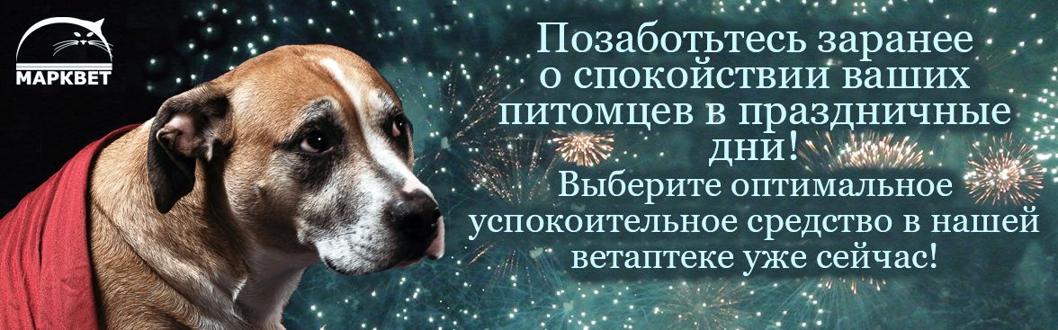 Защити питомца от стресса в Новый год! Успокоительные