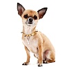 Ошейник для маленькой собачки ПАНКИ, ширина 10мм, длина 25см, золотистый, экокожа, GO652-25, FOR PETS ONLY Punk
