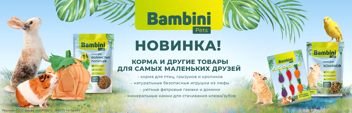 BAMBINI - новинка__10.2024