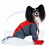 Комбинезон для собаки ВЕЛЬШ-КОРГИ, мембранная непромокаемая ткань, НА СУКУ, длина спины 46см, обхват груди 60см, ТУЗИК