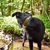 Ошейник для собак ХАНТЕР Тара 55, 40мм/40-48см, рыжий/темно-коричневый, натуральная кожа, 65678, HUNTER TARA
