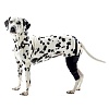 Протектор ЛЕВОГО коленного сустава собаки, размер M, для собак весом 22-30кг, 279853, KRUUSE Rehab Knee Protector