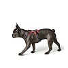 Шлейка для собак Хантер ДИВО, размер L, 25мм/72-100см, красная/серая, нейлон/полиэстер, 67633, HUNTER Divo 