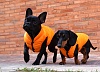 Куртка ЭЙР-2 для собак, таких как бульдог, бультерьер, стаффордширский терьер, размер 5XL, длина по спине 43см, объем груди 76см, цвет в ассортименте, PA-OW024, PUPPY ANGEL Air-2