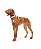 Ошейник для собак ХАНТЕР Канны 55, 28мм/39-47см, кремовый, натуральная кожа наппа, 63780, HUNTER CANNES