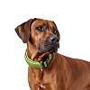 Ошейник для собак Хантер ХИЛО Варио Плюс XL 38мм/45-70см, зеленый, полиэстер, 66611, HUNTER Hilo Vario Plus