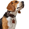Ошейник для собак ХАНТЕР Коди 55, 35мм/42-48см, темно-коричневый/рыжий, натуральная кожа, 65222, HUNTER CODY