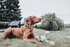 Ошейник для собак ХАНТЕР Новый Орлеан Страйпс 50, 38мм/35-45см, серый, хлопок, 63006, HUNTER NEW ORLEAN STRIPES