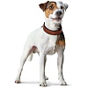 Ошейник для собак ХАНТЕР Коди 45, 28мм/33-39см, рыжий/темно-коричневый, натуральная кожа, 65252, HUNTER CODY