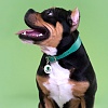 Ошейник для собак с QR-адресником, 20мм/38-45см, зеленый, натуральная кожа, MKR174621, MR.KRANCH