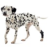 Протектор скакательного сустава собаки, размер S, для собак весом 11-22кг, 279840, KRUUSE Rehab Hock Protector