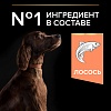 Про План ЛАДЖ АТЛЕТИК СЕНСИТИВ СКИН сухой корм для собак крупных пород с атлетическим телосложением, с лососем, 14кг, PRO PLAN Large Athletic Sensitive Skin