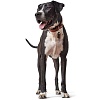 Ошейник для собак ХАНТЕР Коди 45, 28мм/33-39см, рыжий/темно-коричневый, натуральная кожа, 65252, HUNTER CODY