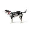 Ошейник для собак Хантер Бейсик Ривеллино 47, 30мм/38-43,5см, красный/черный, натуральная кожа, 63338, HUNTER Basic Rivellino