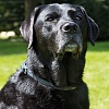 Биафар ошейник для крупных собак от блох и клещей, черный, 85см, BEAPHAR Flea & Tick Collar for Dog 