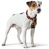 Ошейник для собак ХАНТЕР Коди Комфорт 35, 28мм/25-30см, рыжий/темно-коричневый, натуральная кожа, 65249, HUNTER CODY COMFORT