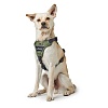 Шлейка для собак Хантер ДИВО, размер L-XL, 25мм/79-107см, зеленая/серая, нейлон/полиэстер, 67594, HUNTER Divo 