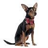 GP345-25 Ошейник ЯММИ розовый FOR PETS ONLY