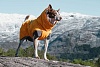 Попона утепленная для собак Хуртта ЭКСПЕДИШН ПАРКА 80, длина спины 80см, объем груди 60-110см, оранжевая, полиэстер, 933750, HURTTA Expedition Parka