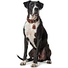Ошейник для собак ХАНТЕР Коди Спешл размер XL, 35мм/63-73см, темно-коричневый/рыжий, натуральная кожа, 65227, HUNTER CODY SPECIAL