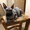 Водолазка для кошек ОССО, утепленная, размер M, 28см/30-36см, хлопок с ворсом, OSSO 