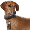 Ошейник для собак с расширением ХАНТЕР Ром 32, 42мм/25-28см, темно-коричневый, натуральная кожа, 62513, HUNTER ROM 