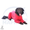 Комбинезон для собак КАВАЛЕР-КИНГ-ЧАРЛЬЗ-СПАНИЕЛЬ, спортивный дождевик без подкладки, на кобеля, длина спины 37см, обхват груди 60см, ТУЗИК