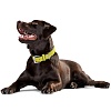 Ошейник для собак ХАНТЕР Капри 45, 28мм/33-39см, салатовый/черный, натуральная кожа наппа, 61733, HUNTER CAPRI