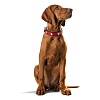 Ошейник для собак Хантер СВИСС 70, 39мм/56-64см, красный/черный, натуральная кожа, 42813, HUNTER Swiss