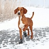 Ботинки для собак ВОЛКЕР АКТИВ, размер S-M (Джек Рассел Терьер), подошва до 5см, в упаковке 2шт, ТПР, полиэстер, TRIXIE 