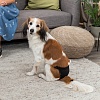 Трусики для собак защитные во время течки, размер XL, обхват талии 60-70см, черные, 23495, TRIXIE