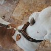 Ошейник для собак ХАНТЕР Тара 50, 35мм/35-43см, темно-коричневый/рыжий, натуральная кожа, 65687, HUNTER TARA