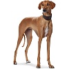 Ошейник для собак с расширением ХАНТЕР Супер Софт 47, 65мм/37-43см, черный, натуральная кожа, 62504, HUNTER SUPER SOFT