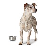 Миска для собак ХАНТЕР с силиконовым дном, 350мл, металл/силикон, 41711, HUNTER Feeding Bowl