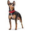 Ошейник для собак ХАНТЕР Капри Мини Старс 32, 26мм/24-28,5см, красный/черный, натуральная кожа наппа, 63385, HUNTER CAPRI MINI STARS