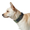 Ошейник для собак Хантер ДИВО, размер XL, 45мм/55-65см, зеленый/серый, нейлон/полиэстер, 67598, HUNTER Divo 