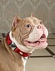 Ошейник для собак с металлической пряжкой, размер L, 25мм/38-66, красный, нейлон, KCMC-25.HD/RD, JAPAN PREMIUM PET