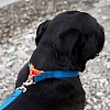Ошейник для собак АНТИСРЫВ, размер L, 25мм, темно-синий, нейлон, SPWC-25.HD/NV, JAPAN PREMIUM PET