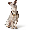 Ошейник для собак ХАНТЕР Осс 10мм/60см, нерегулируемый, коричневый, нейлон, 66455, HUNTER OSS