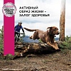 Эукануба сухой корм для собак крупных пород с птицей, 15кг, EUKANUBA Adult Large Breed 