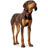Ошейник для собак ХАНТЕР Коди 55, 35мм/42-48см, рыжий/темно-коричневый, натуральная кожа, 65254, HUNTER CODY