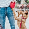Ошейник для собак Хантер СВИСС 47, 30мм/38-44см, красный/черный, натуральная кожа, 42050, HUNTER Swiss