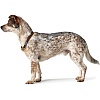 Ошейник для собак ХАНТЕР Осс 10мм/65см, нерегулируемый, коричневый, нейлон, 66456, HUNTER OSS