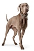 Ошейник для собак ХАНТЕР Люка 60, 34мм/42-52см, серо-коричневый/серый, натуральная кожа наппа, 66723, HUNTER LUCCA