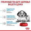 Роял Канин МЕДИУМ ПАППИ сухой корм для щенков средних пород,  3кг, ROYAL CANIN Medium Puppy