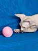 Игрушка для кошек КЛУБОК НИТОК 2шт, разноцветные, хлопок, 84394, CATTYMAN