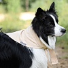 Охлаждающая косынка для собак ОССО, размер M, обхват шеи 66см, бежевая, Ок-1004, OSSO