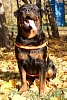 Шлейка для собак ХАНТЕР Маноа Варио Квик Лайт XL, 33мм/75-85см, сетчатая, оранжевая, полиэстер, 93075, HUNTER MANOA VARIO QUICK LIGHT