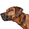 Ошейник для собак ХАНТЕР Тара 50, 35мм/35-43см, темно-коричневый/рыжий, натуральная кожа, 65687, HUNTER TARA
