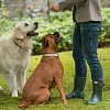 Ошейник для собак ХАНТЕР Мадейра 50, 28мм/35-42см, бежевый/белый, натуральная кожа наппа, 61907,  HUNTER MADEIRA